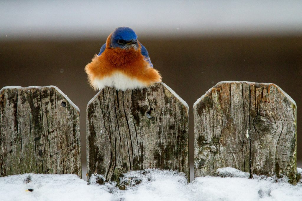 Bird on fence