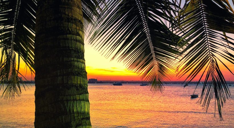 Palm Tree Goal Setting Tips