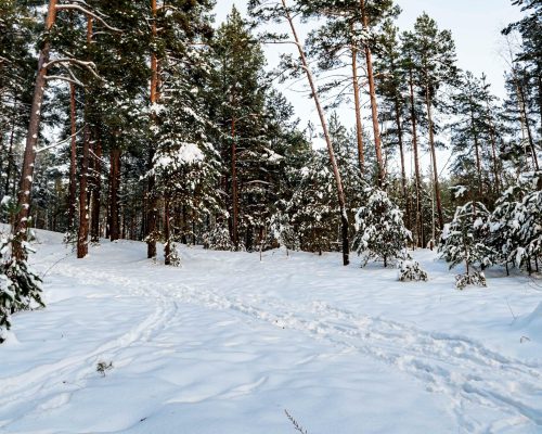 Find a Christmas tree for Hygge fun