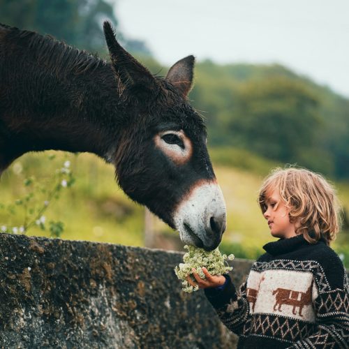 Kindness counts with animals